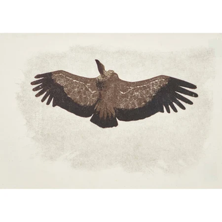 Aigle planant.