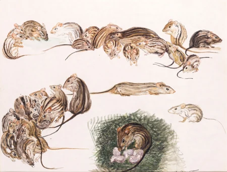 Etude de souris
