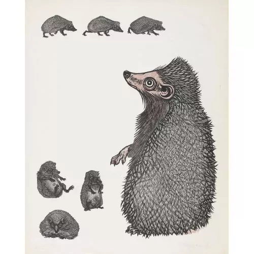 "Igel mit Jungen"
