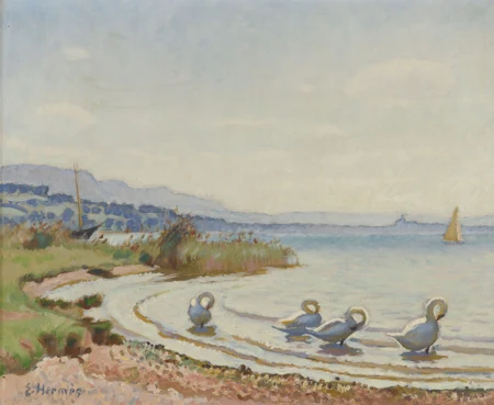 Cygnes au bord du lac
