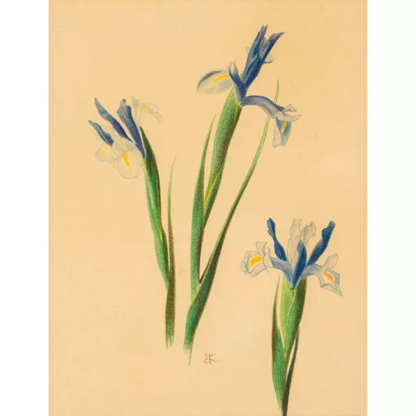 Ernst Kreidolf — Blaue Iris.