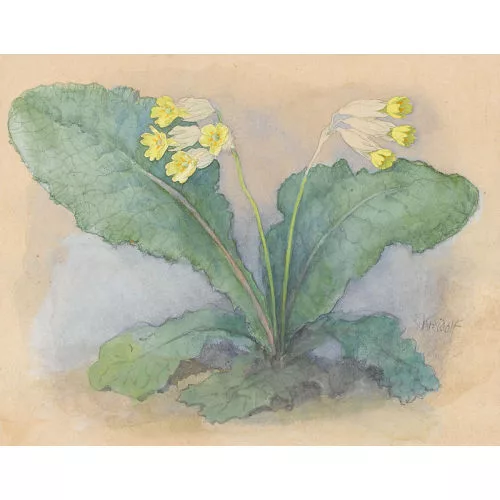 Ernst Kreidolf — Schlüsselblume.
