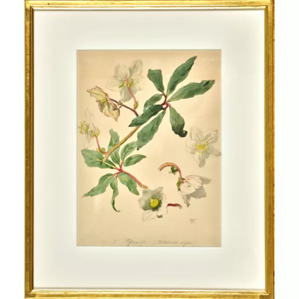 Ernst Kreidolf — "Helleborus niger".