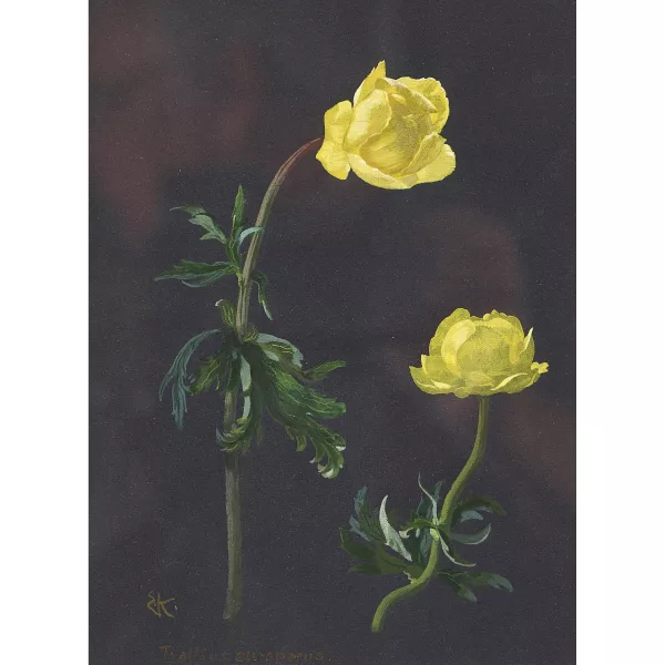 Ernst Kreidolf — "Trollius europaeus".