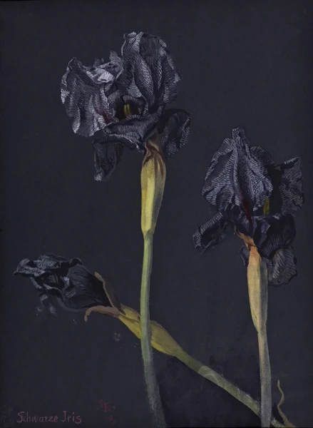 Ernst Kreidolf — Schwarze Iris, 1918