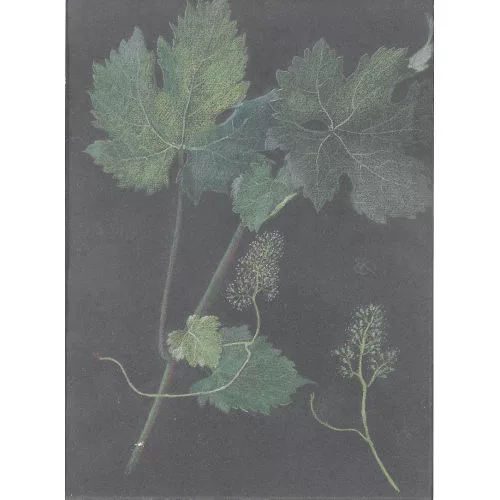 Ernst Kreidolf — Weinblatt.