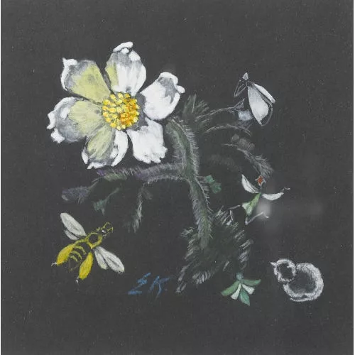 Ernst Kreidolf — Anemone mit Biene und Katze auf schwarzem Grund.