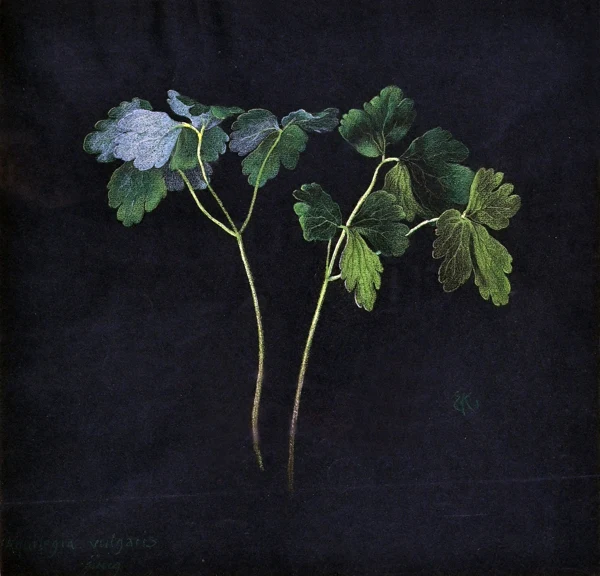 Ernst Kreidolf — Aquilegia Vulgaris