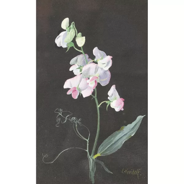 Ernst Kreidolf — Stillleben mit Wicke.