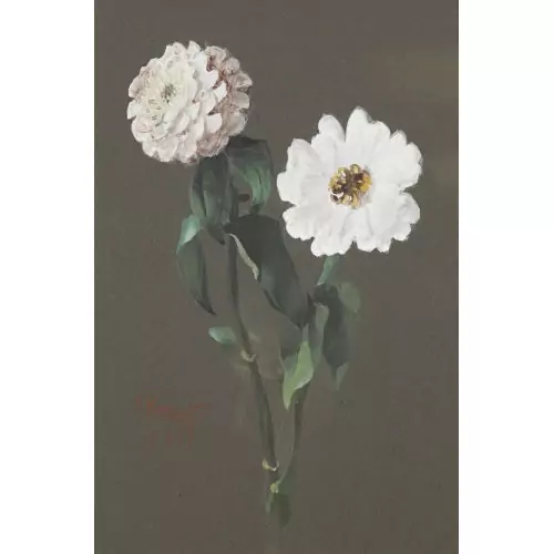 Zinnien