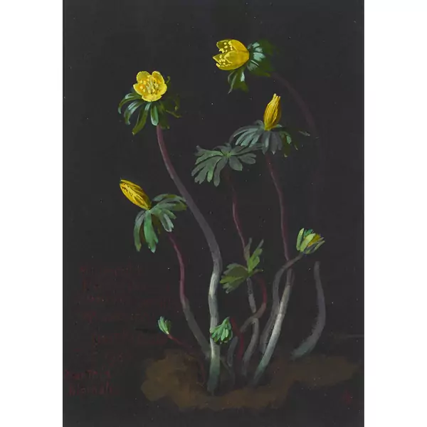 "Eranthis hiemalis"