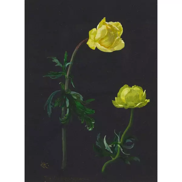 "Trollius europarus"