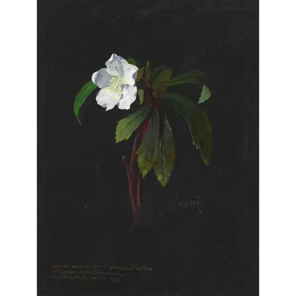 Christrose