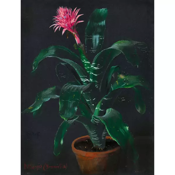 "Bilbergia (Bromelia)"