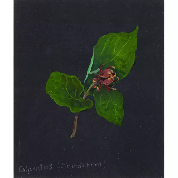 "Calycanthus (Zimmerstrauch)"