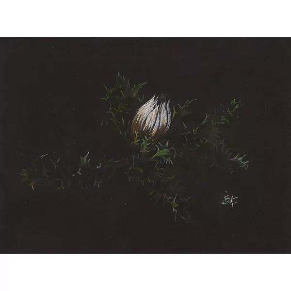 Silberdistel