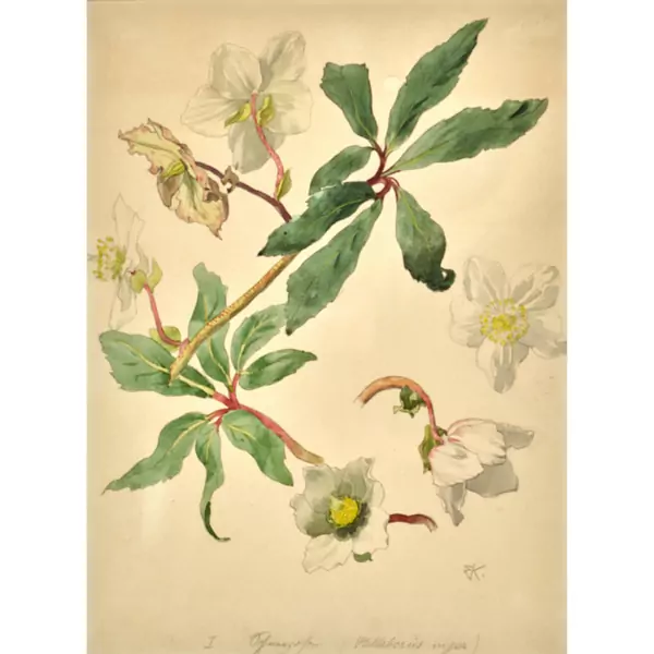"Helleborus niger"