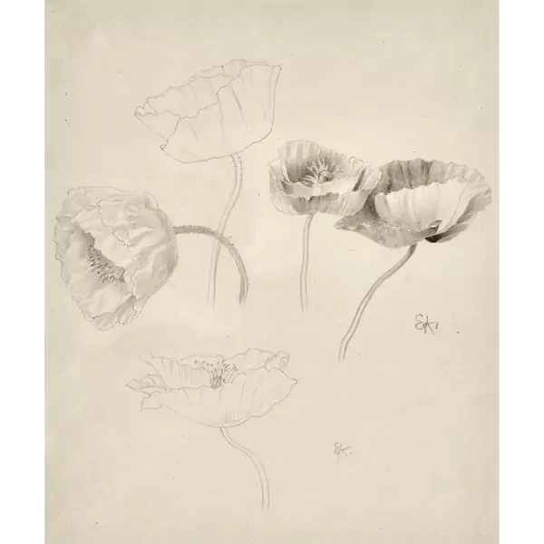 Mohnblumen