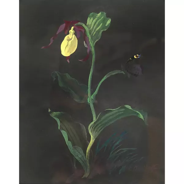 "Frauenschuh"
