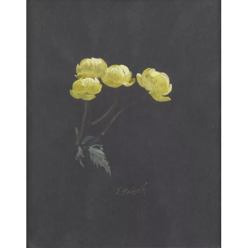 Ernst Kreidolf — Die Butterblume.