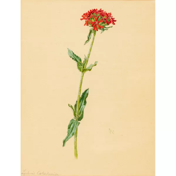 Ernst Kreidolf — "Lychnis Calcedonia (Brennende Liebe)".