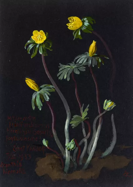 Eranthis hiemalis