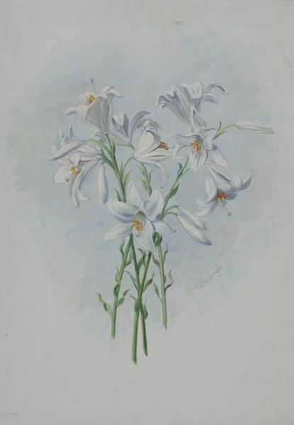 Ernst Zuppinger — Lilien