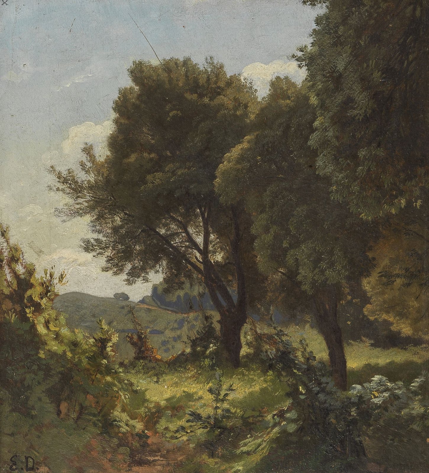 Paysage de forêt