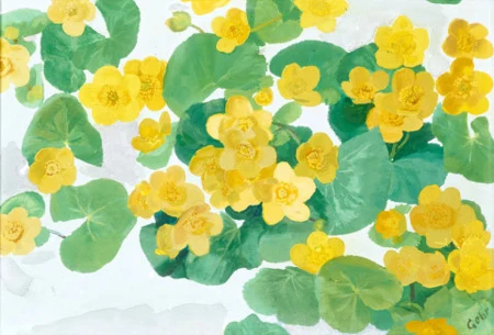 Dotterblumen