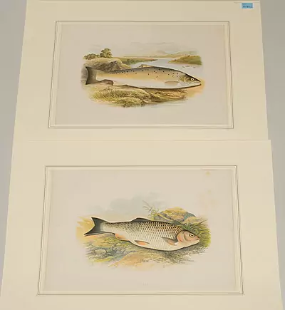 Fisch — Dezember 2018 (A151) - Auktionsstart: 10.12.2018, 13:10 — Schuler Auktionen