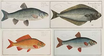 Fisch — Dezember 2018 (A151) - Auktionsstart: 14.12.2018, 10:15 — Schuler Auktionen