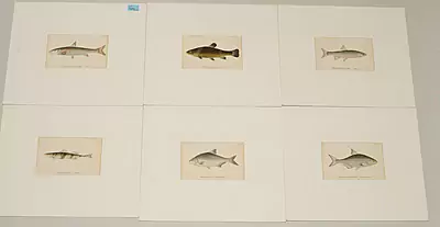 Fisch — Dezember 2018 (A151) - Auktionsstart: 10.12.2018, 13:10 — Schuler Auktionen