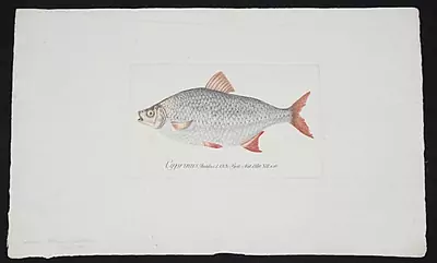 Fisch — Dezember 2015 (A139) - Auktionsstart: 7.12.2015, 12:50 — Schuler Auktionen