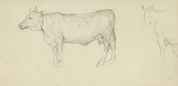 Etude de vaches