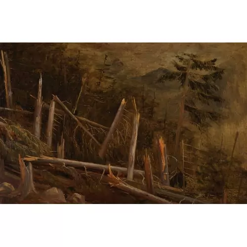 "Forêt après l′orage"