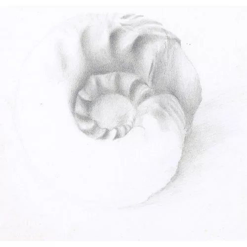 Franz Gertsch — Schneckenfossil.