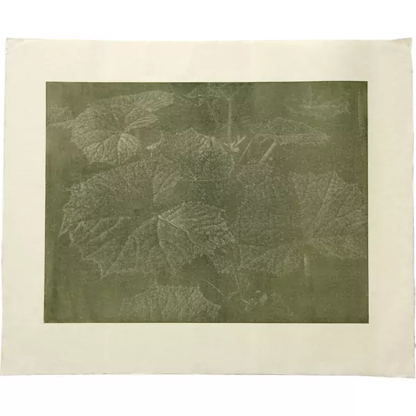 Franz Gertsch — Pestwurz — Galerie Kornfeld