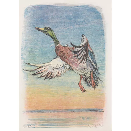 Fritz Hug — Wildente.