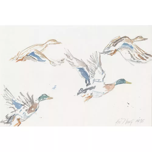 Fritz Hug — Fliegende Enten.