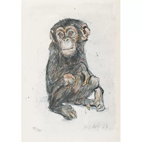 Fritz Hug — Junger Schimpanse.