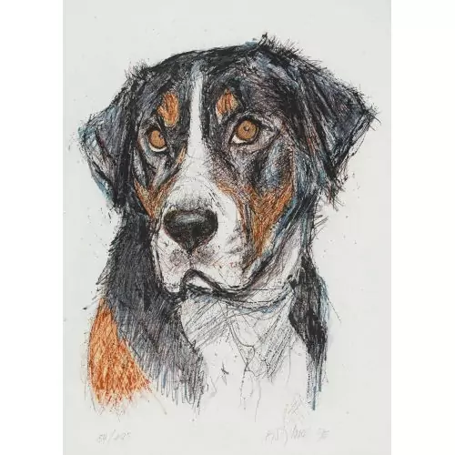 Berner Sennenhund