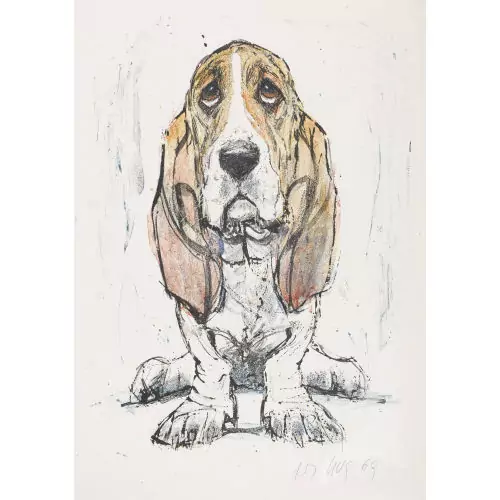 Basset Hound