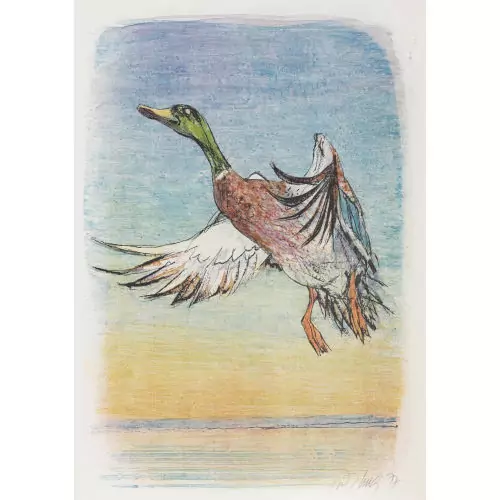 Fliegende Stockente
