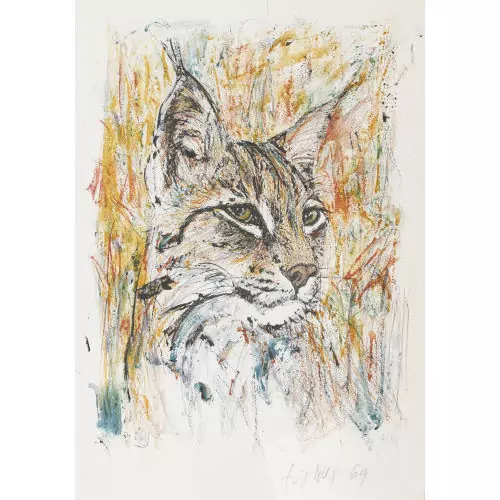 Luchs