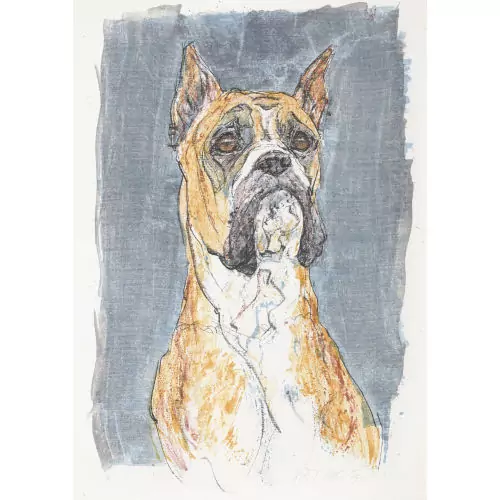 Boxer