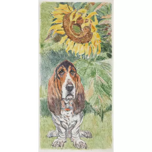 Basset Hound