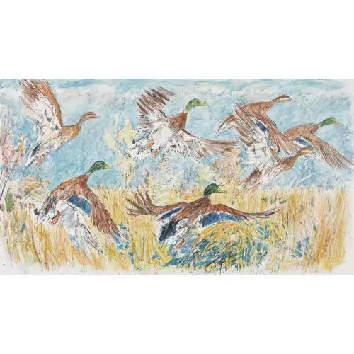 Enten im Abflug