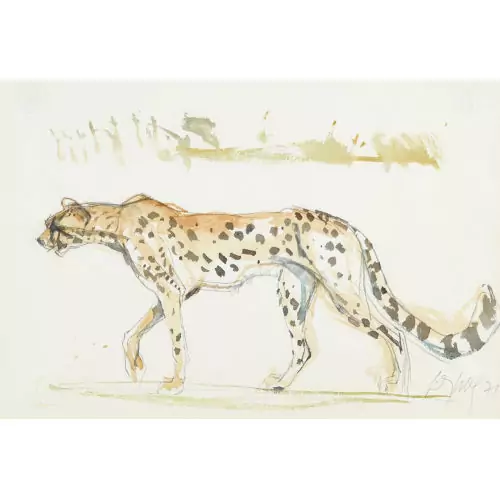 Schreitender Gepard