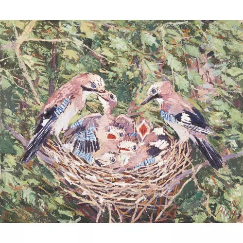 Eichelhäher im Nest