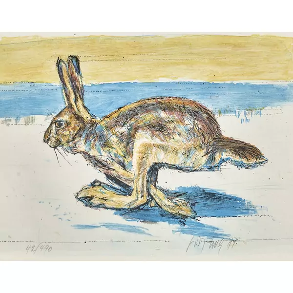 Hase